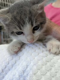 Scooter - Not at shelter (Shannon) - Photo 1