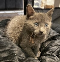 Charcoal not at the Shelter (Faith) Av 6/15 - Photo 1