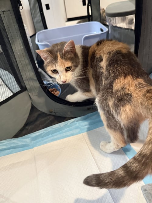MAMA UMBLES-NOT AT THE SHELTER (FAITH) - Domestic Short Hair / Calico available for adoption