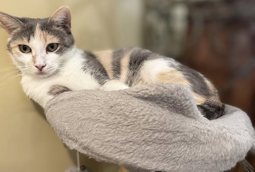 MAMA UMBLES-NOT AT THE SHELTER (FAITH)