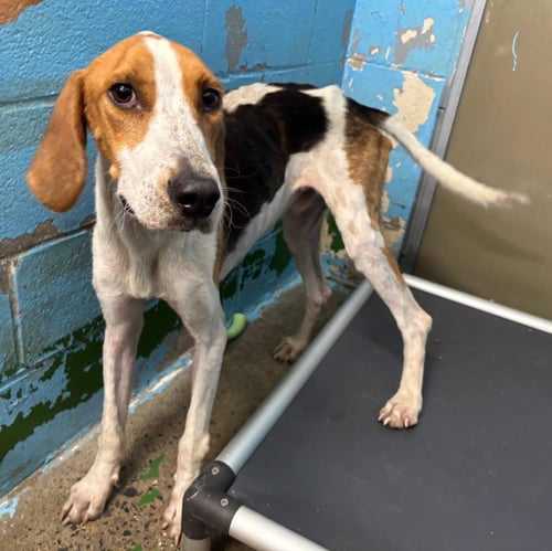 COWBOY - AT SHELTER AVAILABLE 8/16 - Hound available for adoption