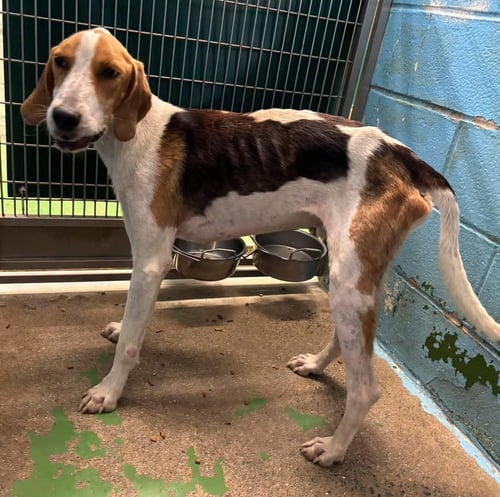COWBOY - AT SHELTER AVAILABLE 8/16 - Hound available for adoption
