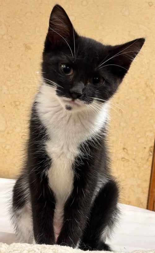 HOWLER: NOT AT SHELTER (BARBE) - Domestic Short Hair available for adoption