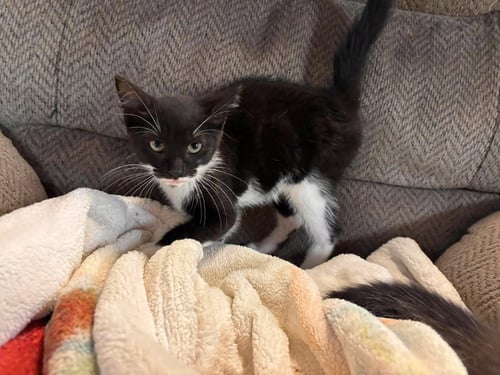 HOWLER: NOT AT SHELTER (BARBE) - Domestic Short Hair available for adoption