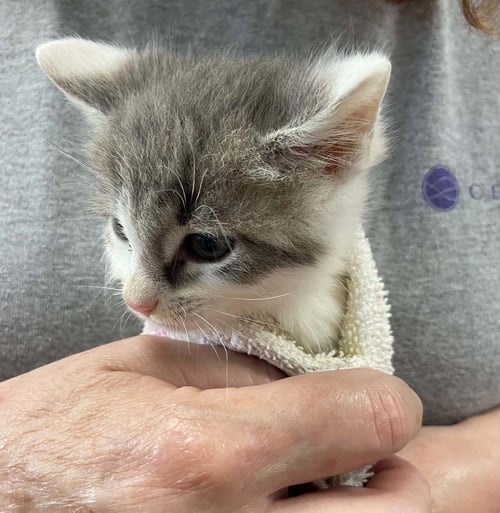 CONNER -  NOT AT SHELTER (BARBE) - Domestic Short Hair available for adoption
