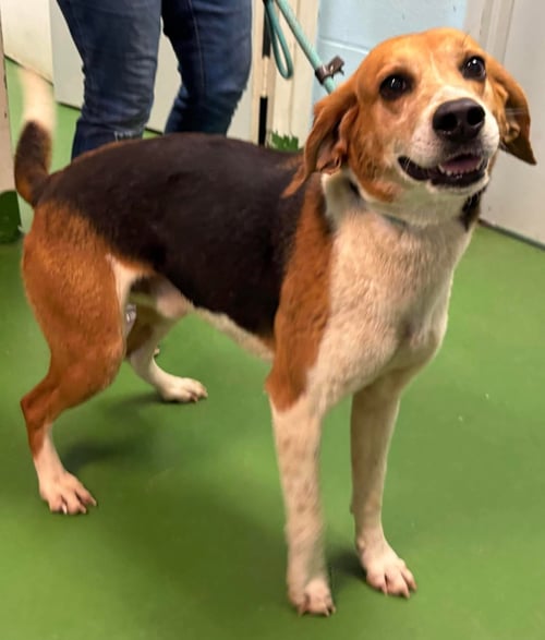 RIVER - AT SHELTER AVAILABLE 4/9