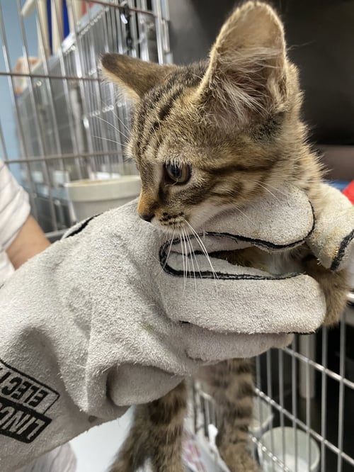 ORION - AT SHELTER - Domestic Short Hair available for adoption
