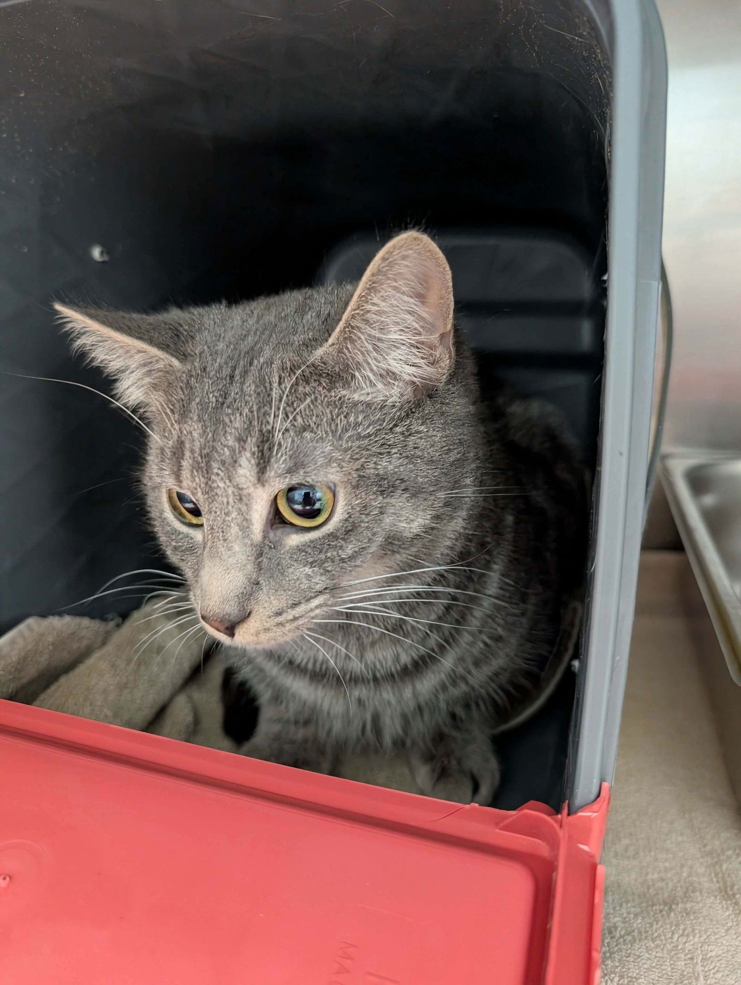 SNICKERS:  VISIT AT PETSMART - Domestic Short Hair available for adoption