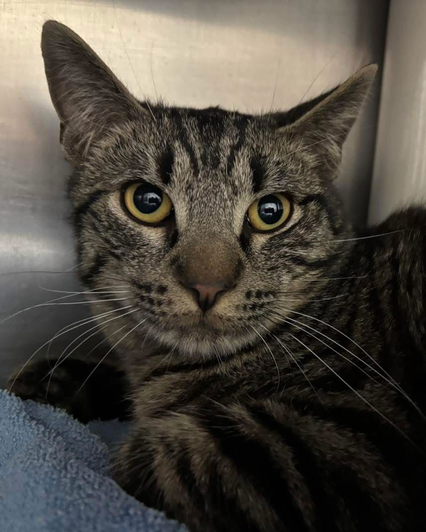 ALEJANDRO "ALEX:" NOT AT SHELTER (LINDSEY) - Domestic Short Hair available for adoption