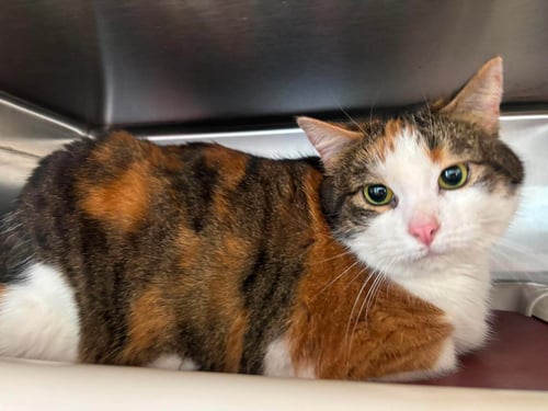 PANCAKE - VISIT AT PETSMART LYNCHBURG - Domestic Short Hair available for adoption