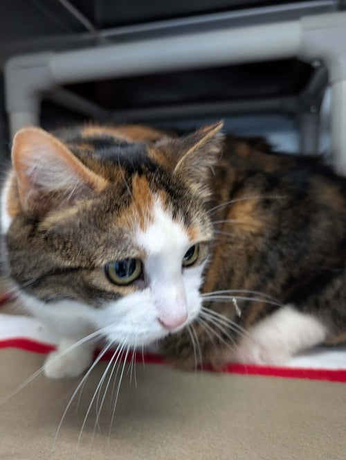 PANCAKE - VISIT AT PETSMART LYNCHBURG - Domestic Short Hair available for adoption