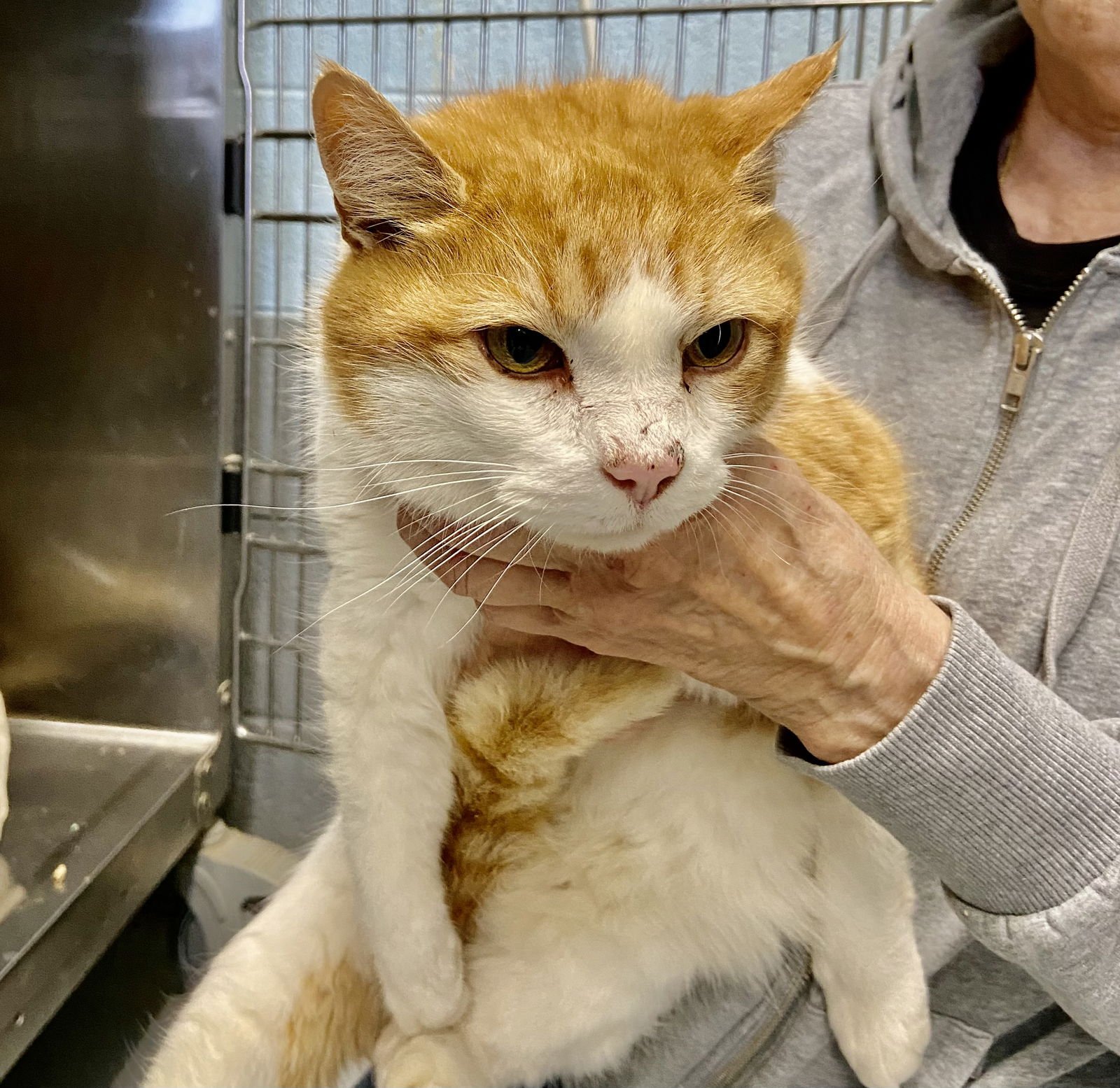 SUNNY: AT SHELTER - Domestic Short Hair available for adoption