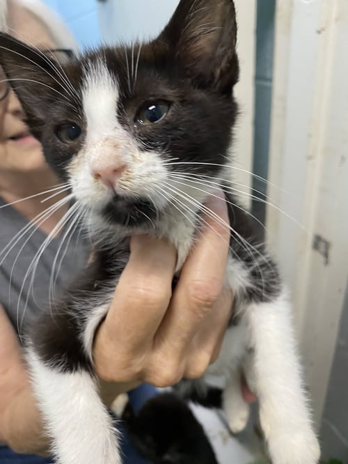 JAVA - NOT AT SHELTER (DONNA) - Domestic Short Hair available for adoption