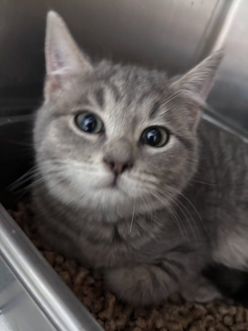CRAPE ("MAC") AT PETSMART LYNCHBURG - Domestic Short Hair available for adoption