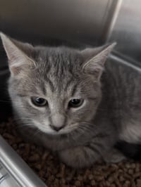 Crape ("Mac") At Petsmart Lynchburg - Photo 2