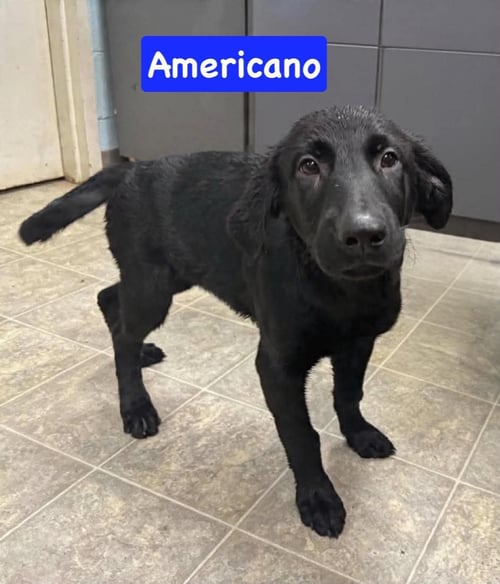AMERICANO: NOT AT SHELTER (PAM) - Golden Retriever / German Shepherd Dog available for adoption