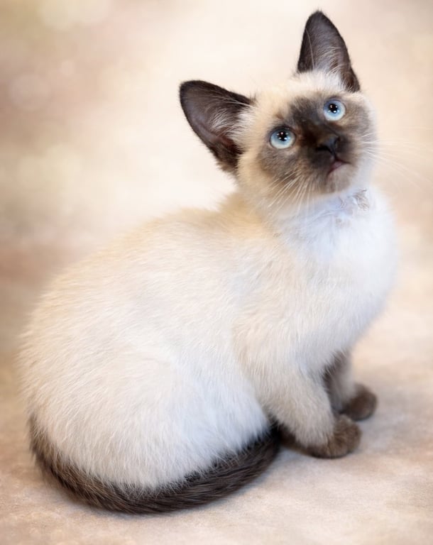 Sprout: Not at the Shelter (Faith) Avail 4/10 Image