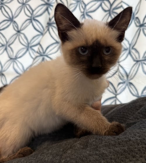 SPROUT: NOT AT THE SHELTER (FAITH) AVAIL 4/10 - Domestic Short Hair / Tortoiseshell available for adoption