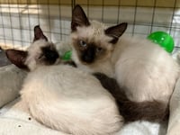 Sprout: Not at the Shelter (Faith) Avail 4/10 - Photo 3