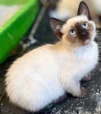 Sprout: Not at the Shelter (Faith) Avail 4/10 - Photo 4