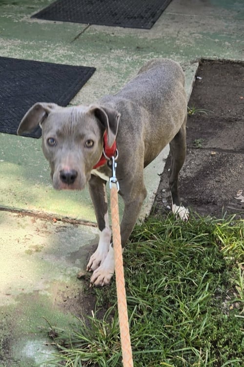 HONDA - AT SHELTER AVAILABLE 8/5 - Pit Bull Terrier available for adoption