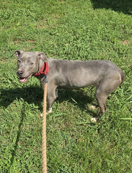 HONDA - AT SHELTER AVAILABLE 8/5 - Pit Bull Terrier available for adoption