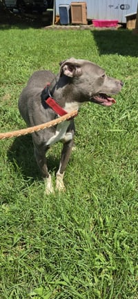 Honda - At shelter available 8/5 - Photo 3