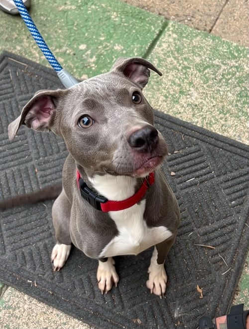 HONDA - AT SHELTER AVAILABLE 8/5 - Pit Bull Terrier available for adoption