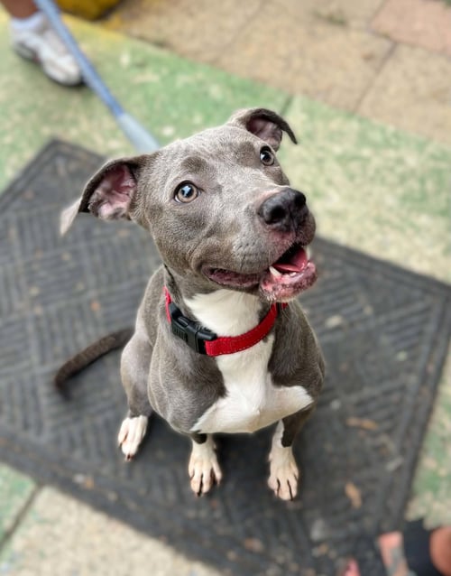 HONDA - AT SHELTER AVAILABLE 8/5 - Pit Bull Terrier available for adoption