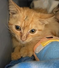 Janijin - At shelter - Photo 1