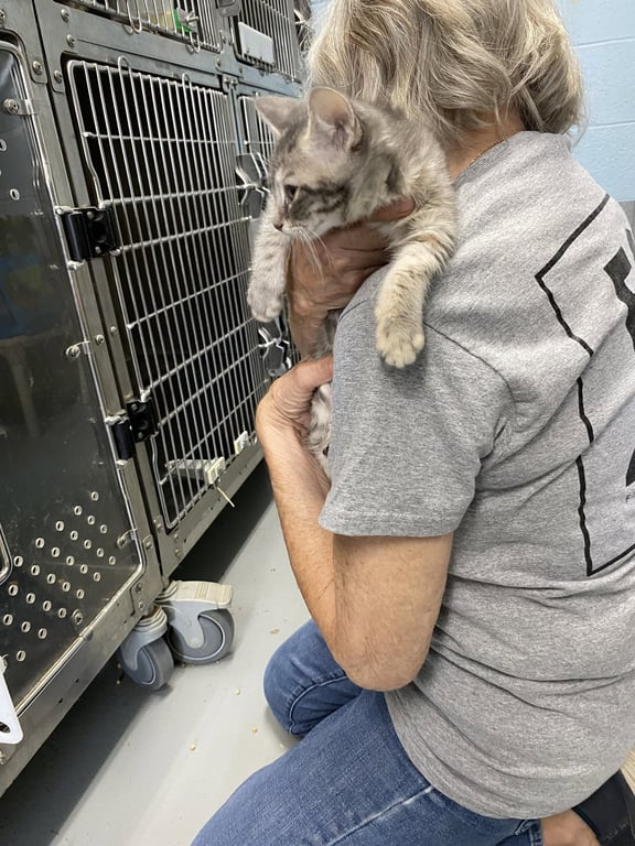 Fudge - Not at the Shelter (Faith) Image