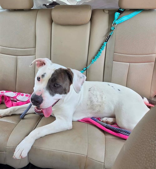 NELLY: AT SHELTER - Pit Bull Terrier available for adoption