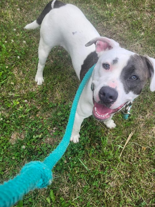 NELLY: AT SHELTER - Pit Bull Terrier available for adoption