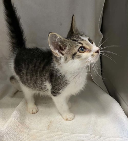 JON BON JOVI - AT SHELTER - Domestic Short Hair available for adoption