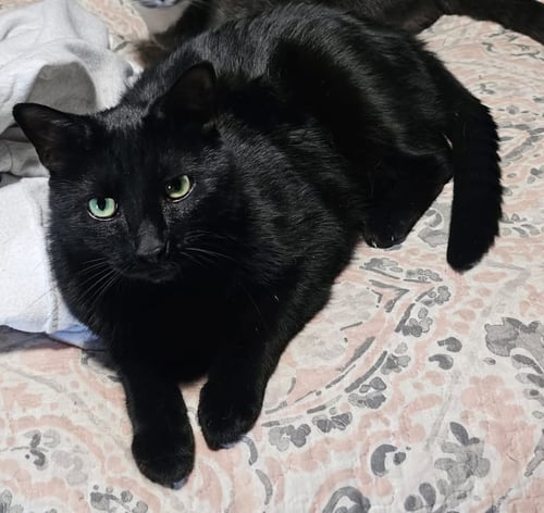 LOKI - NOT AT SHELTER - Domestic Short Hair available for adoption
