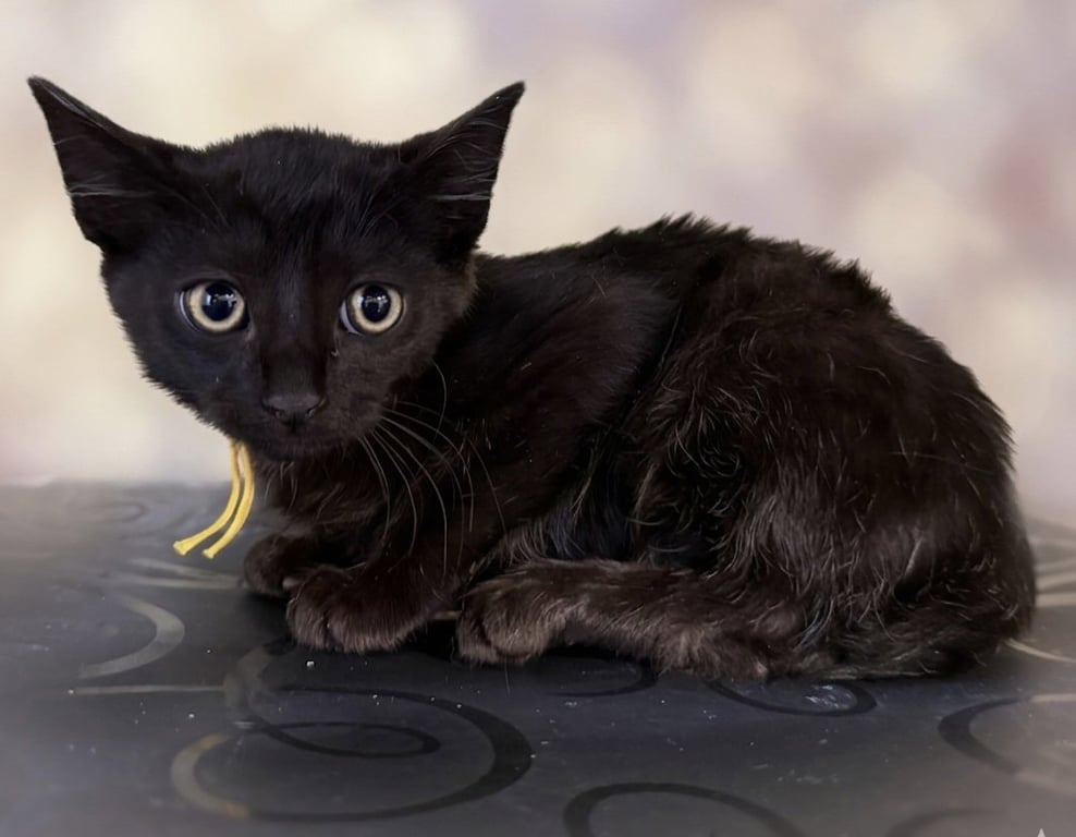 Frankenstein not at the shelter (Faith) Image