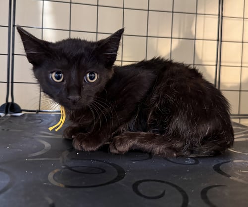 FRANKENSTEIN NOT AT THE SHELTER (FAITH) - Domestic Short Hair available for adoption