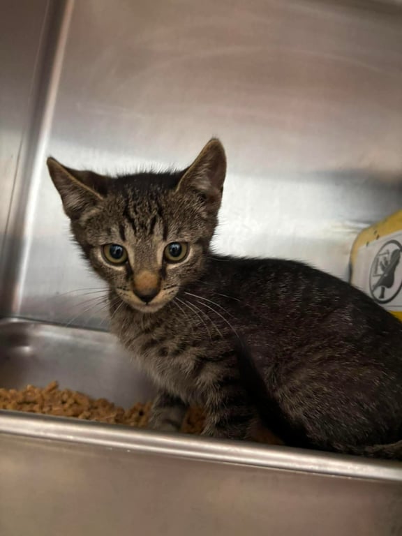 Elias -  Not At shelter ( Debra K) Image