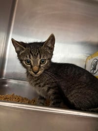 Elias -  Not At shelter ( Debra K) - Photo 1