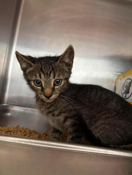 ELIAS -  NOT AT SHELTER ( DEBRA K) - Domestic Short Hair available for adoption