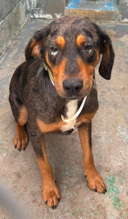 Leo - At shelter Image