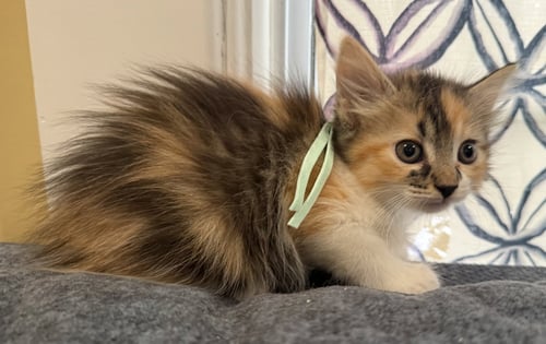 BROWNIE-NOT AT THE SHELTER (FAITH) - Calico / Domestic Medium Hair available for adoption