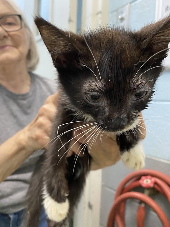 Guillermo - Not at the shelter (Donna) Image