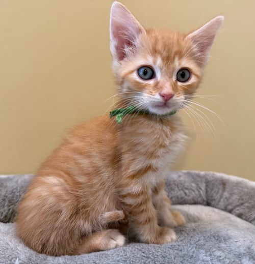 MUMBLES-NOT AT THE SHELTER (FAITH) - Domestic Short Hair / Tabby available for adoption