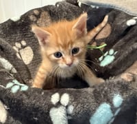 Mumbles-Not at the shelter (Faith) - Photo 2