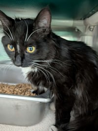 Patitas -  Not at shelter (Donna) - Photo 1