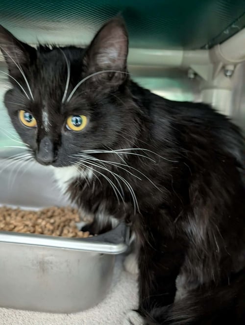 PATITAS -  NOT AT SHELTER (DONNA) - Domestic Medium Hair available for adoption