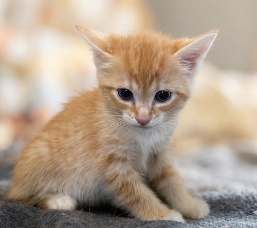 PRU NOT AT SHELTER (FAITH) AVAIL 4/26 - Domestic Short Hair / Tabby available for adoption