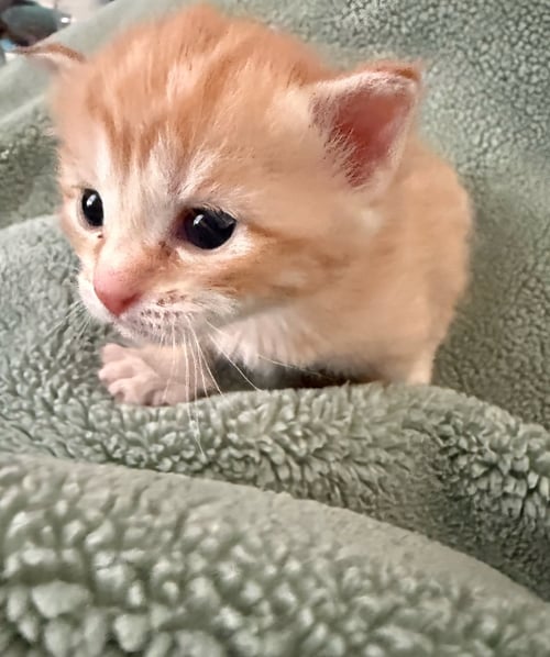 PRU NOT AT SHELTER (FAITH) AVAIL 4/26 - Domestic Short Hair / Tabby available for adoption