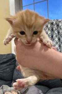 Pru Not at Shelter (Faith) Avail 4/26 - Photo 3